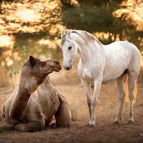 Horses, camels