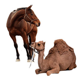 Horses, camels